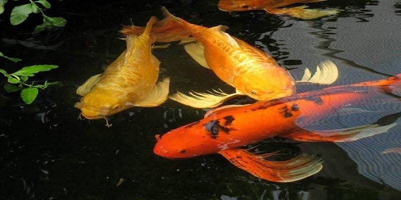 Theo phong thủy, cá vàng cũng được coi là biểu tượng của sự may mắn