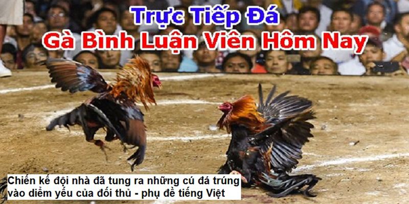 Cập nhật live đá gà với bình luận viên sôi nổi