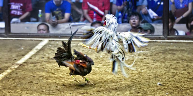 Đôi nét về hình thức đá gà trực tuyến